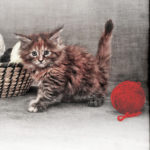 ritualy-na-prodazhu-pitomtsev