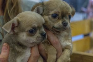 ritualy-na-prodazhu-pitomtsev