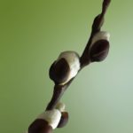 zagovory-na-bogatstvo-i-lyubov-belaya-magiya